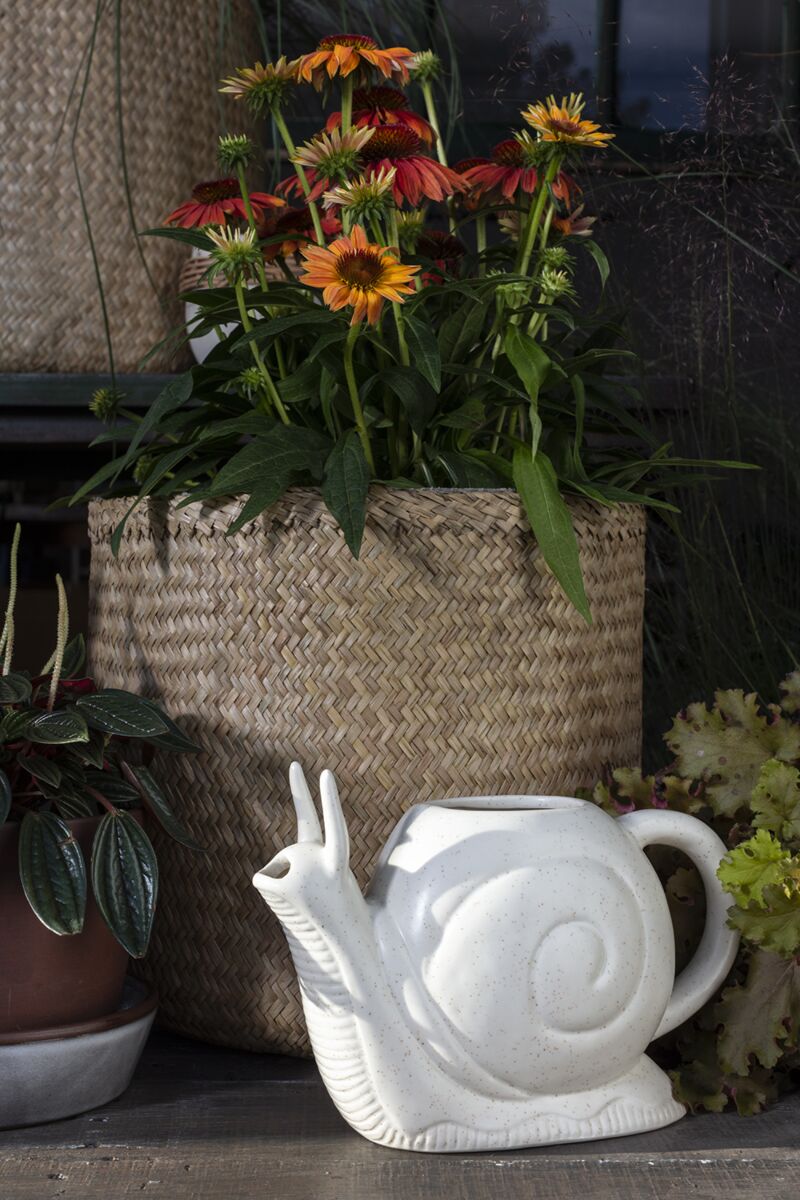 Design Shop Slowpoke Watering Can - Thumbnail 3
