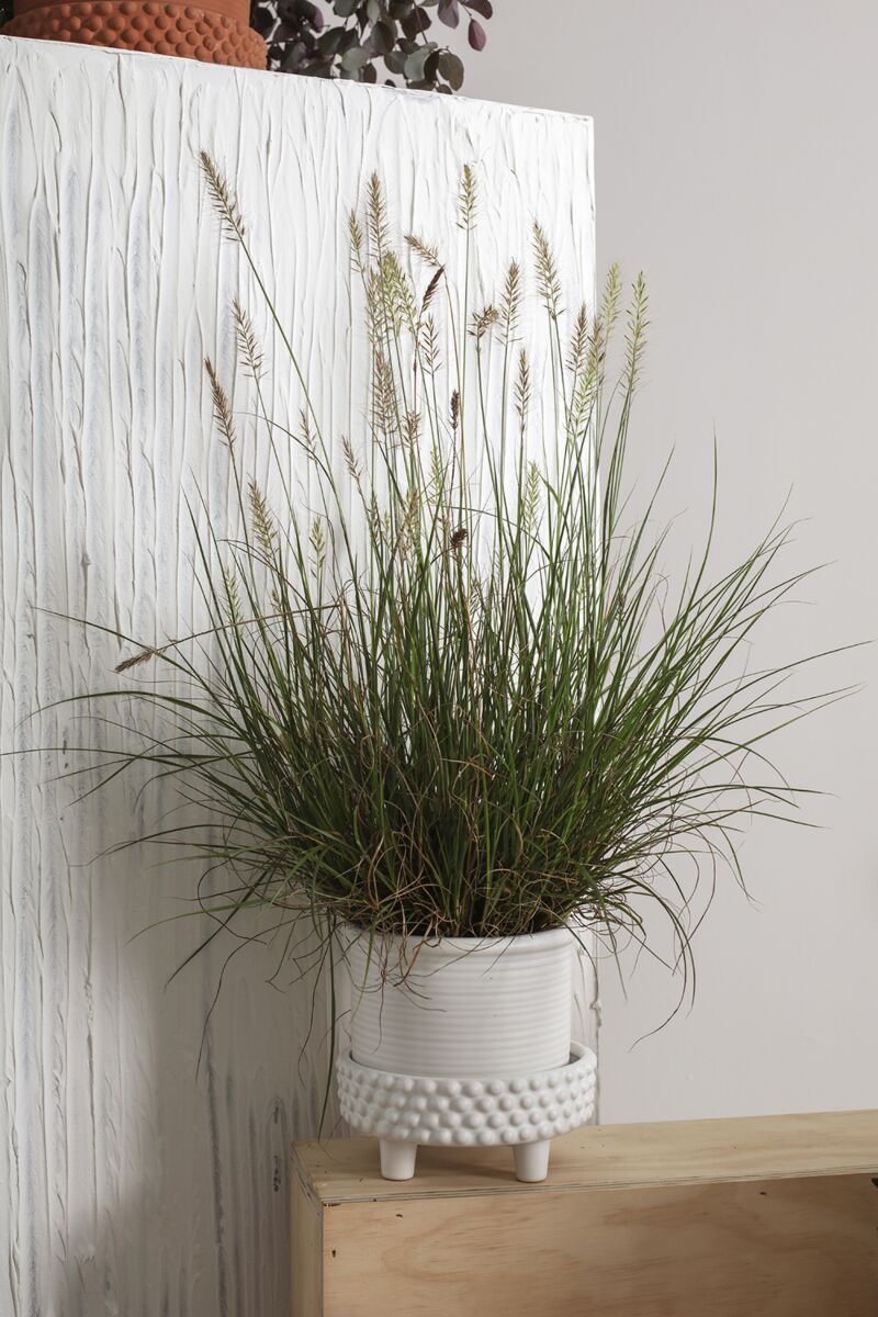 Design Shop White Jane Footed Pot, 6.25" X 6".