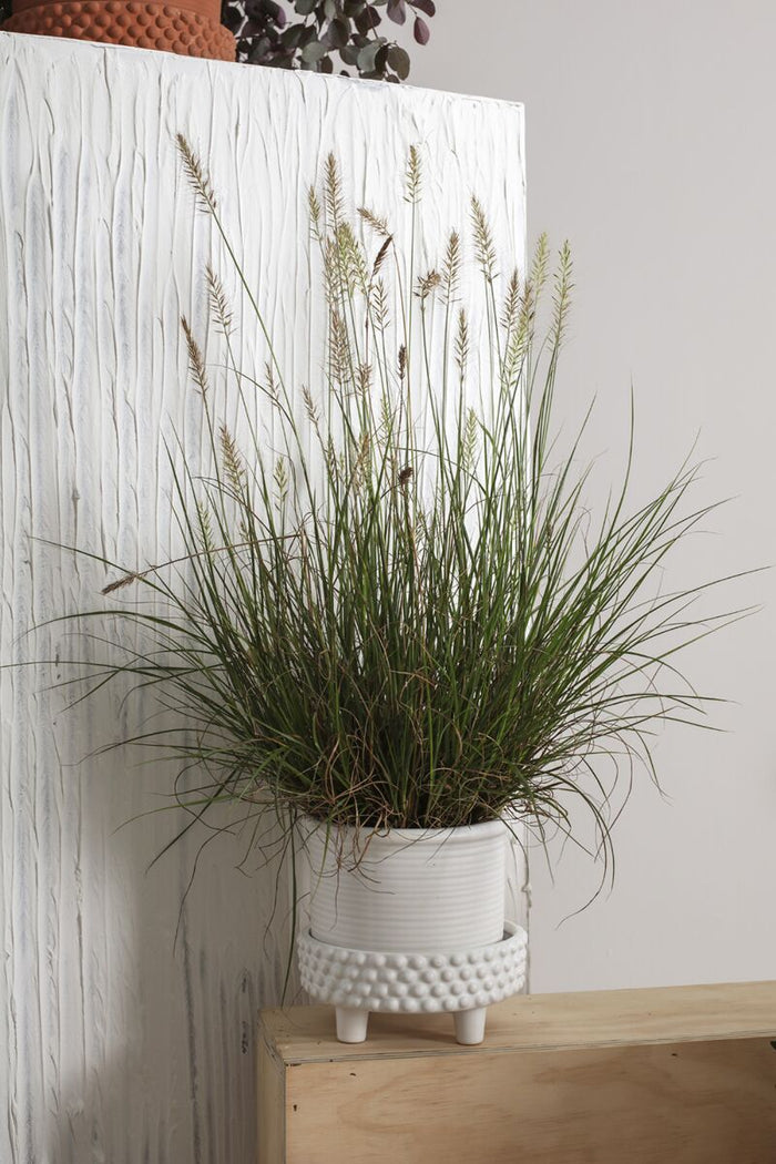 Design Shop White Jane Footed Pot, 6.25" X 6".
