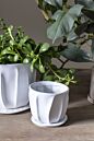 Design Shop Draken Pot with Saucer 4.75"x 4.25", Set of 2