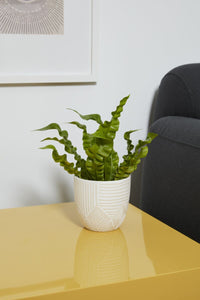 Design Shop White Pfiefer Pot, 4.5" X 4.25"