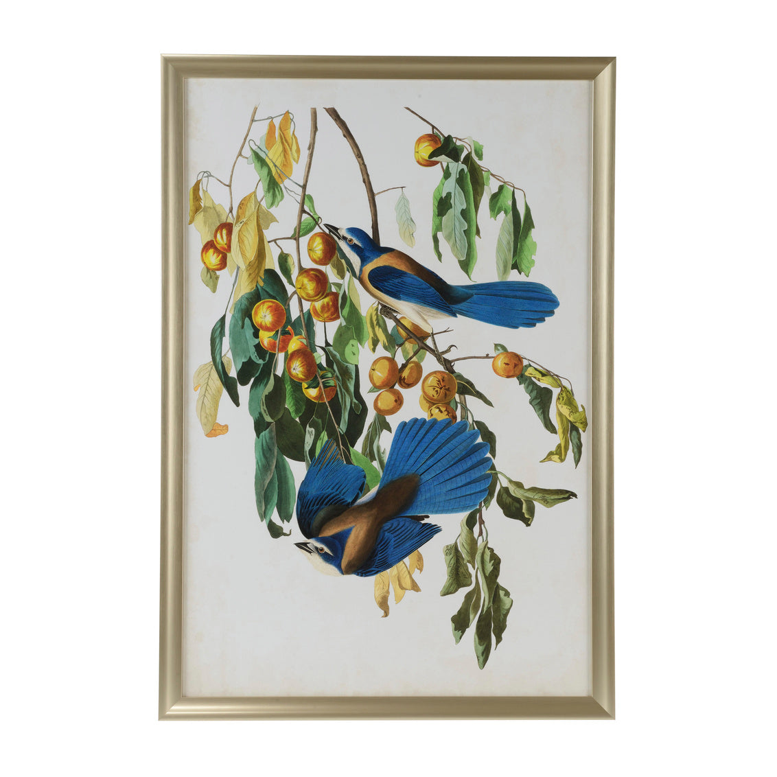 Chelsea House Audubon Blue Jay II