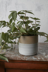 Design Shop Off-White Rooney Pot, 6.75" X 6.5".
