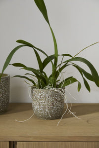 Design Shop Verde Pot 5.5"x 5", Set of 2