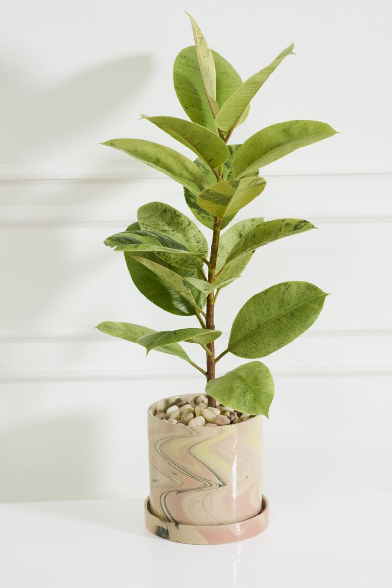 Design Shop Melage Pot with Saucer 7.5"x 7"