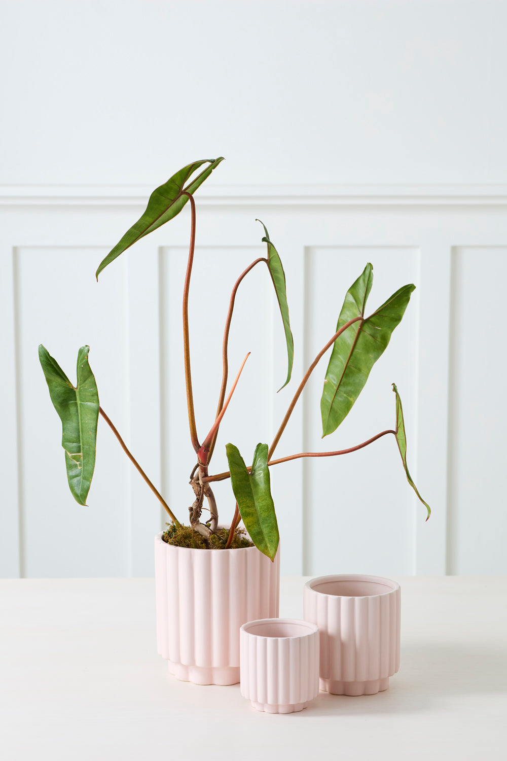 Design Shop Carmen Pot 4.5"x 4.5", Set of 4