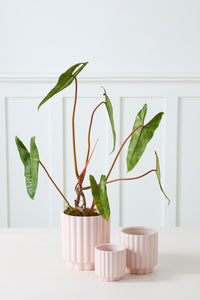 Design Shop Carmen Pot 4.5"x 4.5", Set of 4