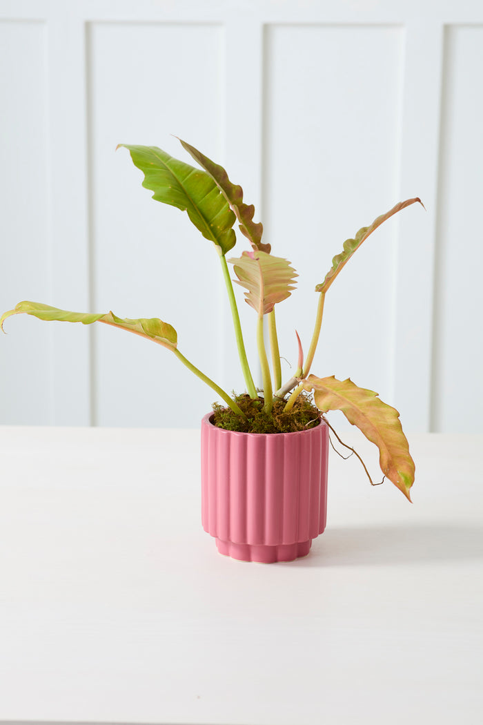 Design Shop Carmen Pot 5.5"x 6", Set of 2