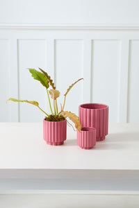 Design Shop Carmen Pot 5.5"x 6", Set of 2