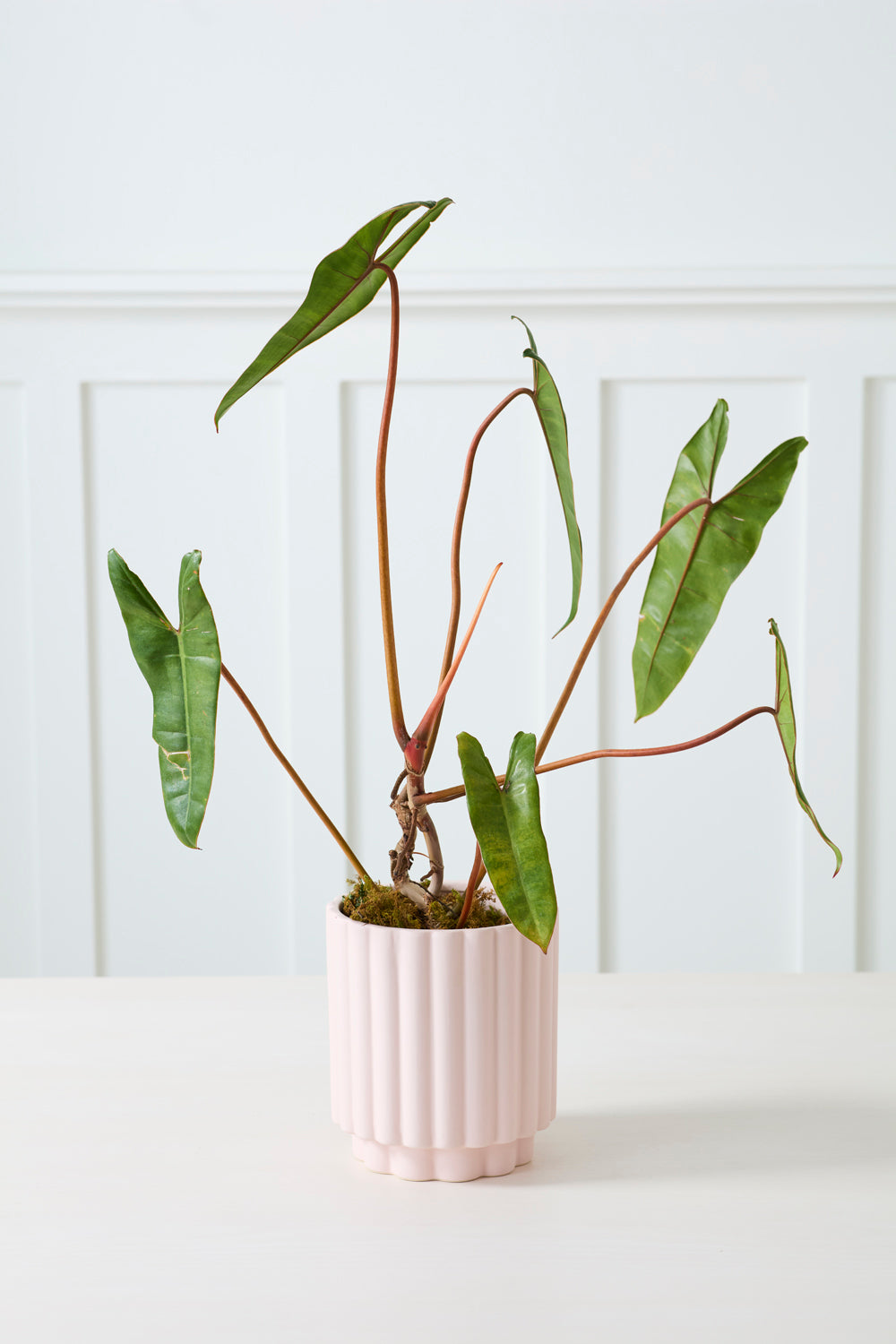 Design Shop Carmen Pot 7.25"x 8.25"