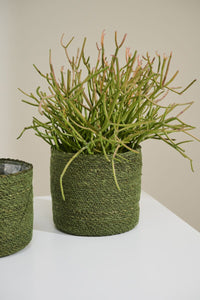 Design Shop Inkberry Basket Set of 3 - 6.5"/7"/8"