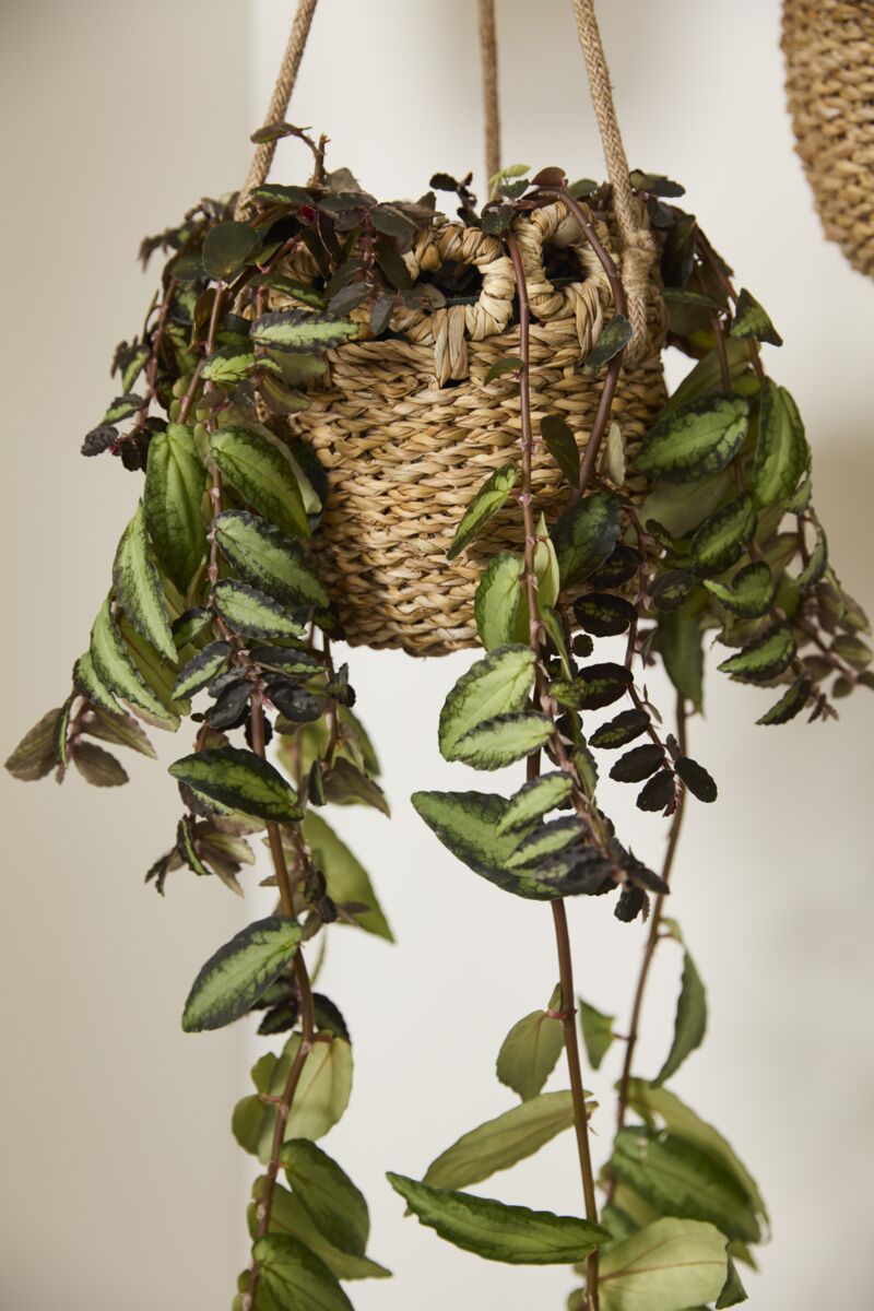 Design Shop Verse Hanging Basket 6.5"x 20", Set of 2