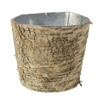 Design Shop Natural Birch Collection with Zinc Pot, 5.5" X 5".