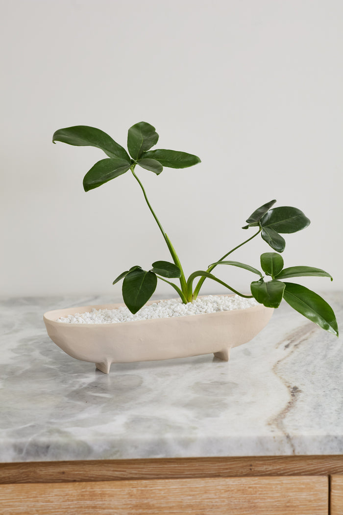 Potted plant on a marble surface with a neutral background