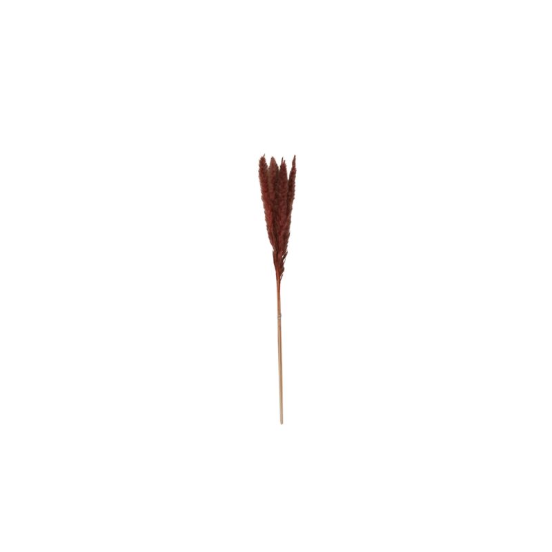 Design Shop Brown Slim Dried Pampas Grass, 25.5", Set of 6.
