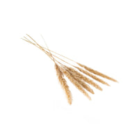 Design Shop Tan Slim Dried Pampas Grass, 25.5", Set of 6.