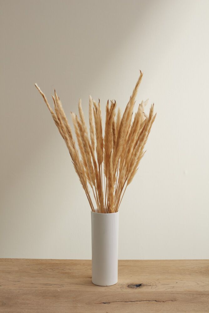 Design Shop Tan Slim Dried Pampas Grass, 25.5", Set of 6.