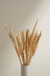 Design Shop Tan Slim Dried Pampas Grass, 25.5", Set of 6.
