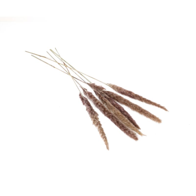 Design Shop Grey Slim Dried Pampas Grass, 25.5", Set of 6.