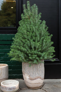 Design Shop Natural Elmwood Collection Planter, 12.5" X 15.5".