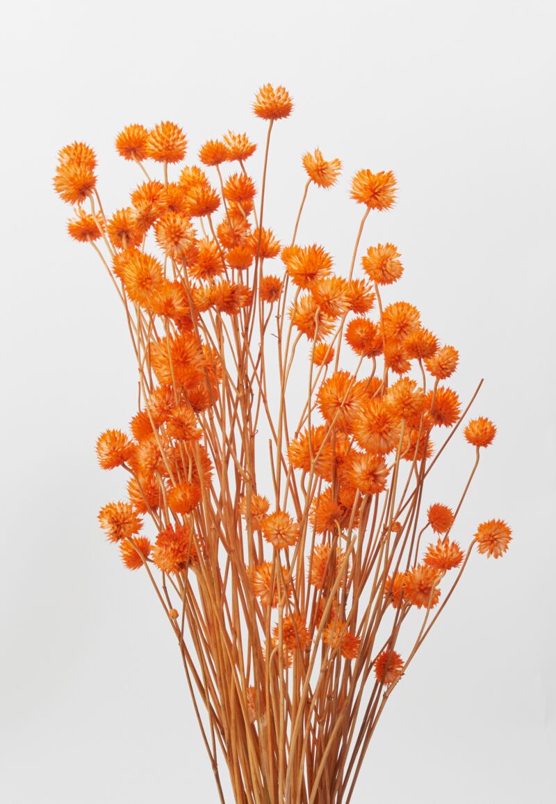 Design Shop Orange Dried Eryngium, 7.5" X 20.25".