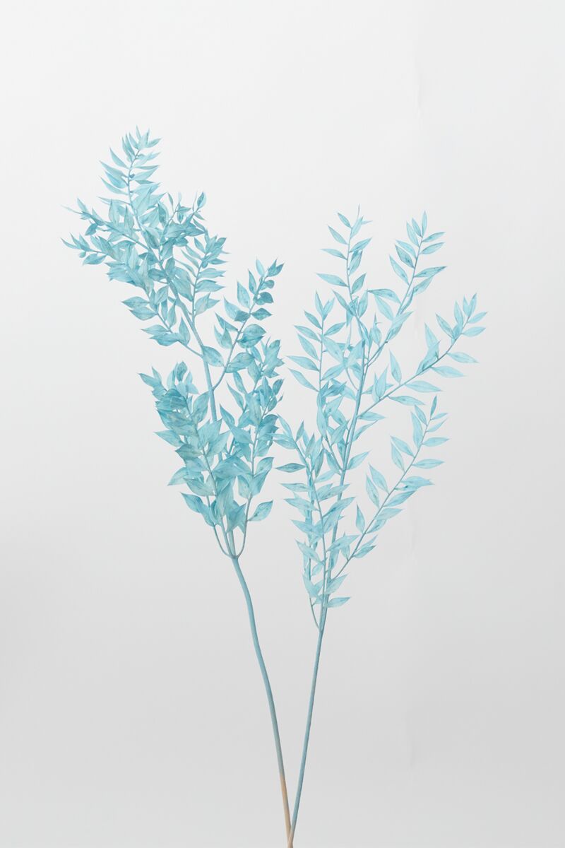 Design Shop Light-Blue Dried Ruscus, 3.5" X 30".