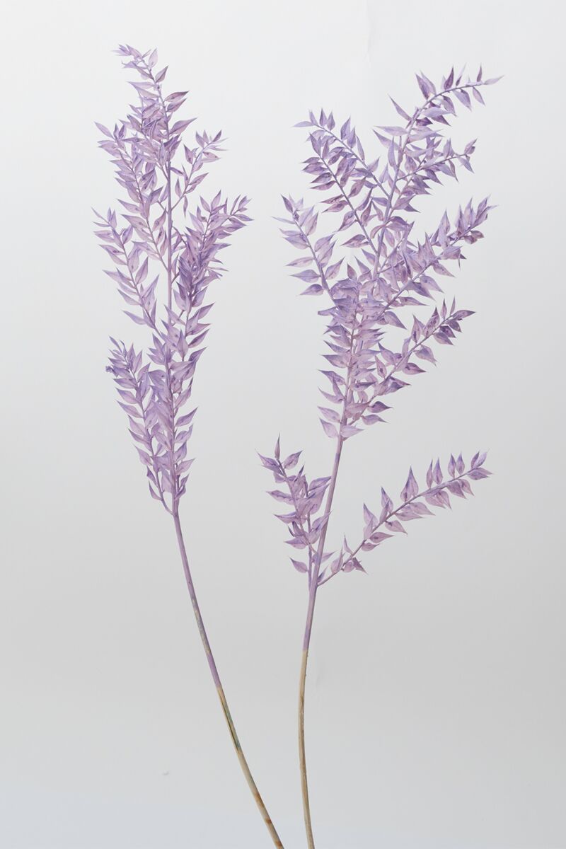 Design Shop Purple Dried Ruscus, 3.5" X 30".