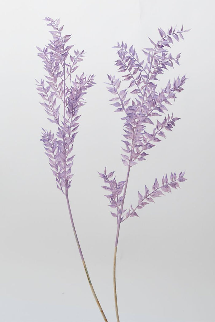Design Shop Purple Dried Ruscus, 3.5" X 30".