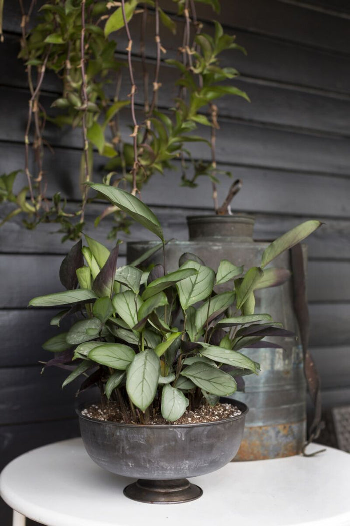 Potted plant on a table with a metallic container in the background