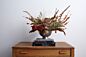 Design Shop Cadence Compote 5.75"x 3.25"