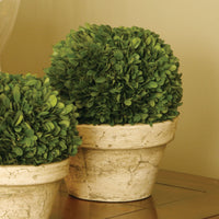 Design Shop Boxwood Ball In Pot Large