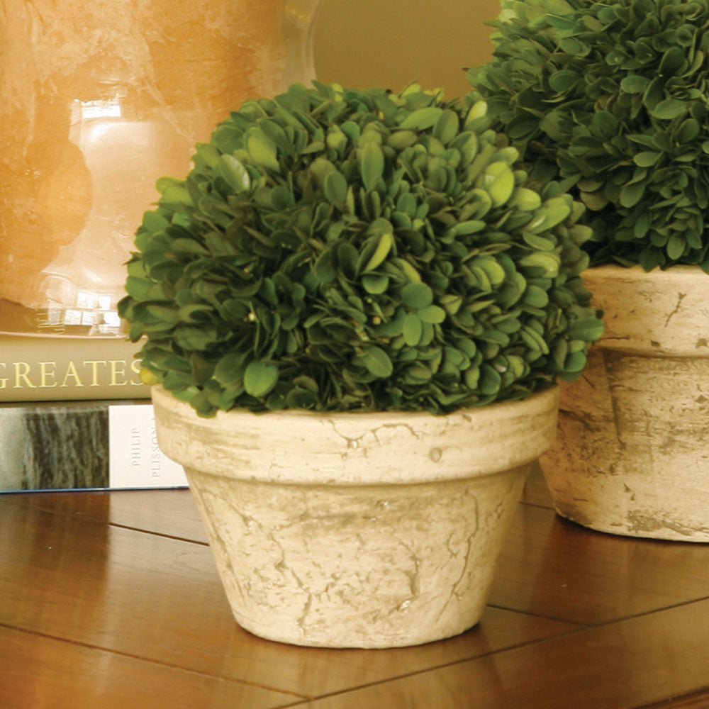 Design Shop Boxwood Ball In Pot Medium