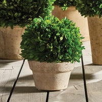 Design Shop Boxwood Ball In Pot Medium