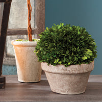 Design Shop Boxwood Ball In Pot Medium