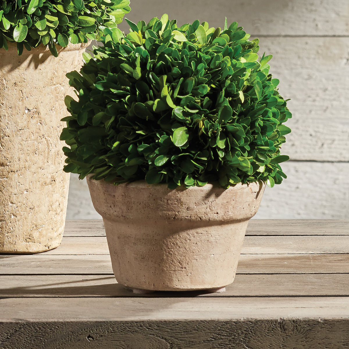 Design Shop Boxwood Ball In Pot Medium