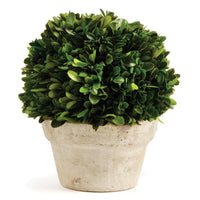 Design Shop Boxwood Ball In Pot Medium