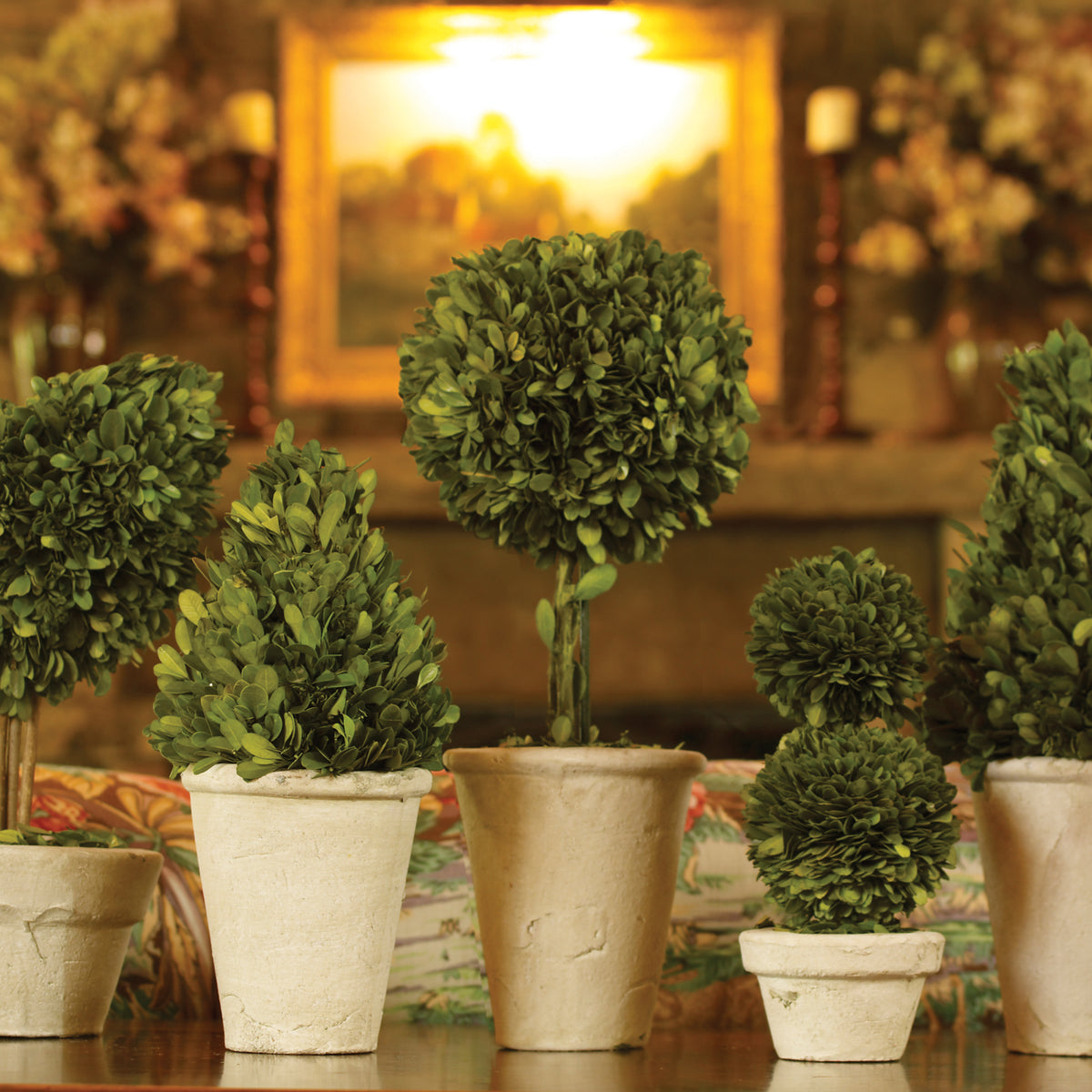 Design Shop Boxwood Topiaries In Pots, Set Of 8