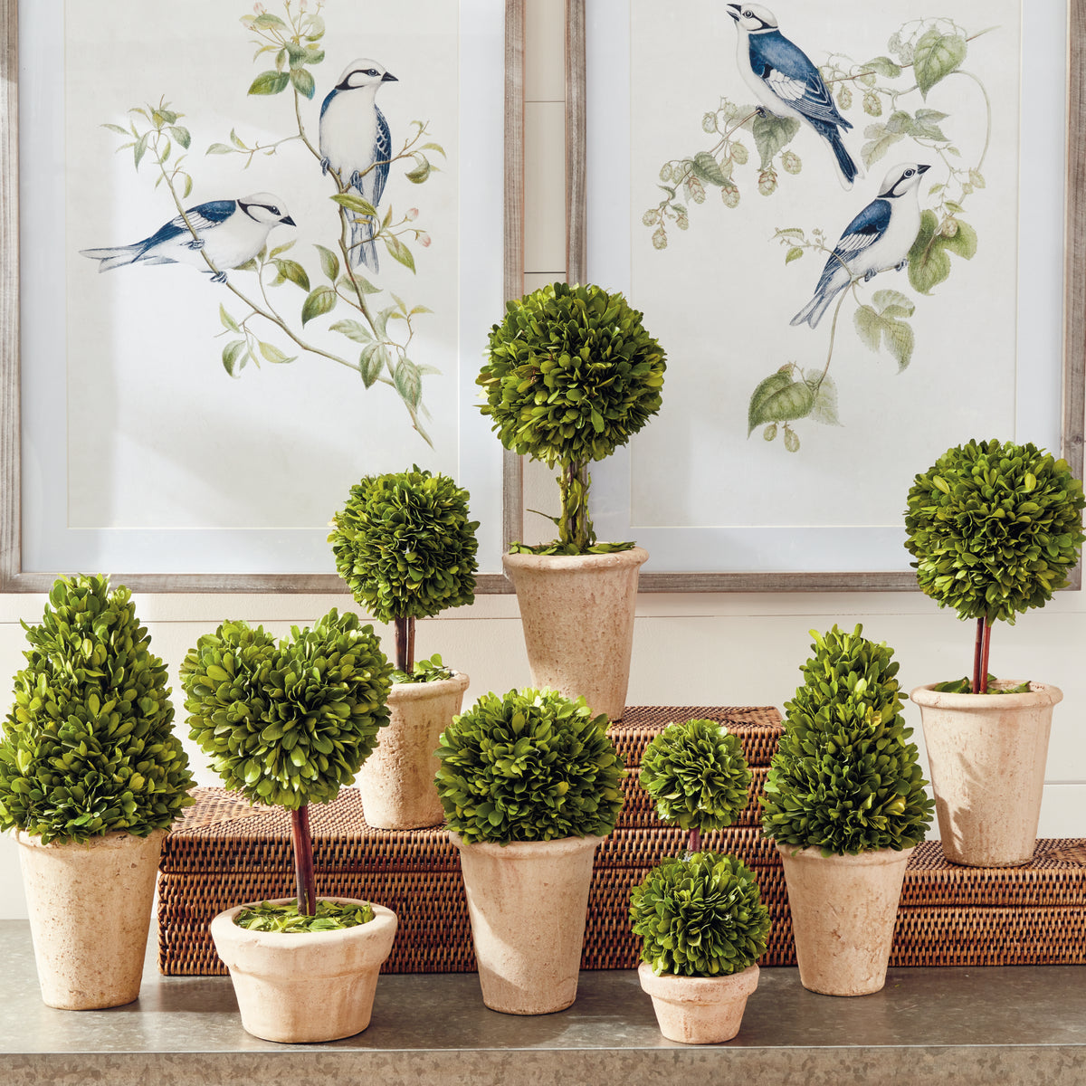 Design Shop Boxwood Topiaries In Pots, Set Of 8