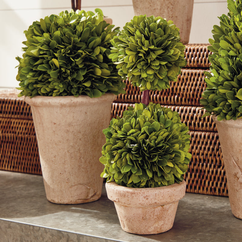 Design Shop Boxwood Topiaries In Pots, Set Of 8