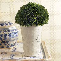 Design Shop Boxwood Three-Quarter Ball In Pot