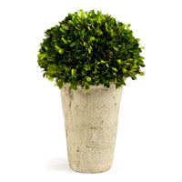 Design Shop Boxwood Three-Quarter Ball In Pot