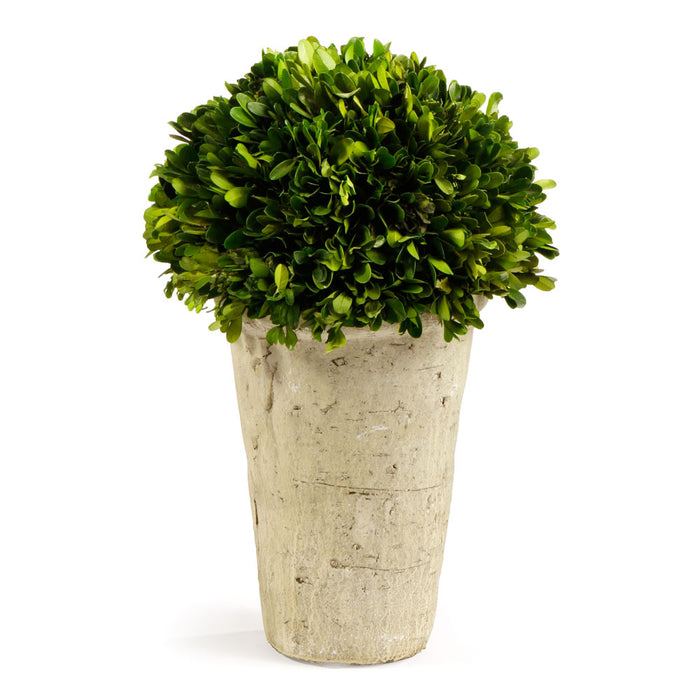 Design Shop Boxwood Three-Quarter Ball In Pot