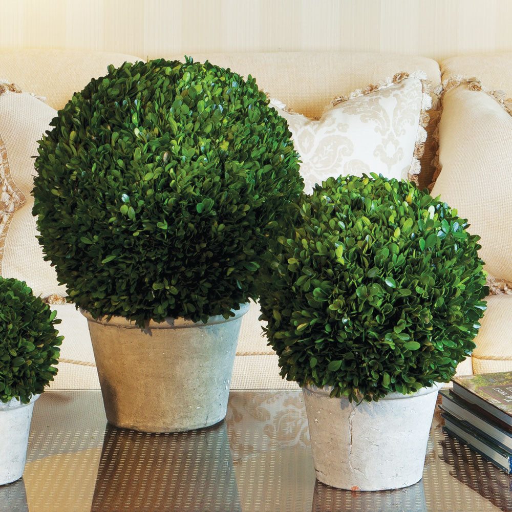 Design Shop Boxwood 12" Ball In Pot