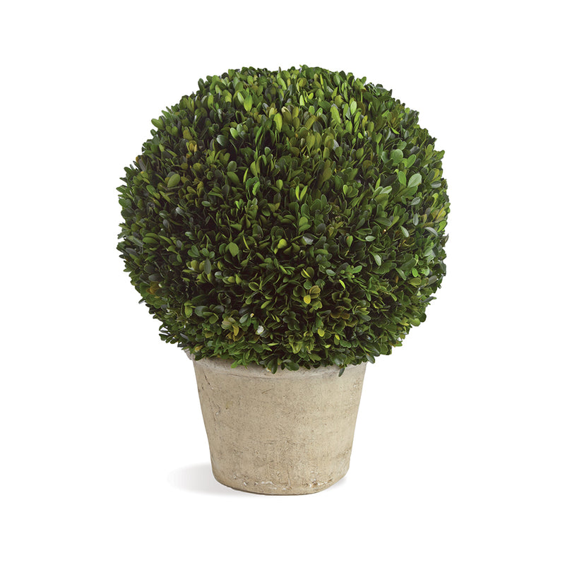 Design Shop Boxwood 12" Ball In Pot