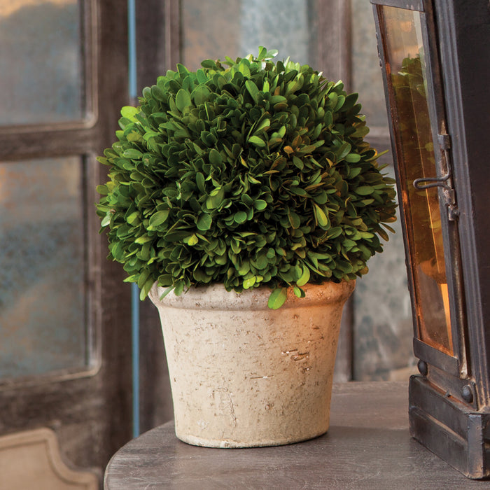Design Shop Boxwood 8" Ball In Pot