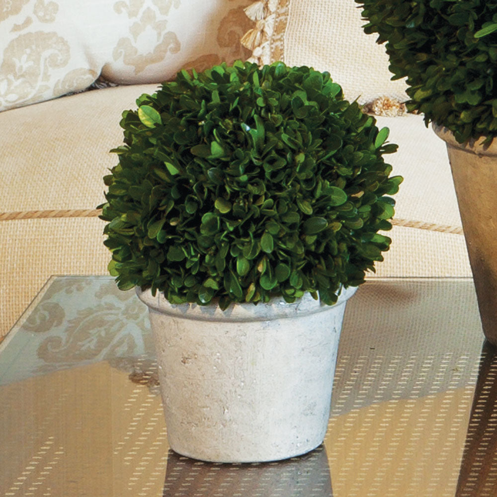 Design Shop Boxwood 8" Ball In Pot