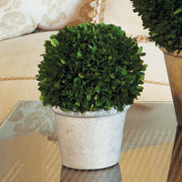 Design Shop Boxwood 8" Ball In Pot