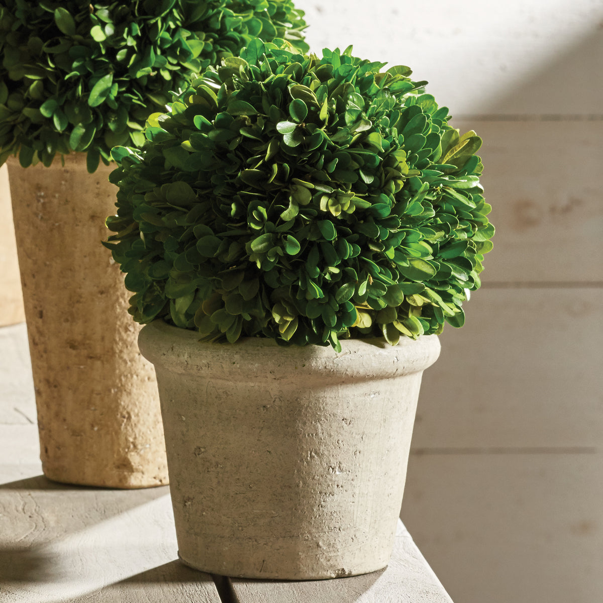 Design Shop Boxwood 8" Ball In Pot