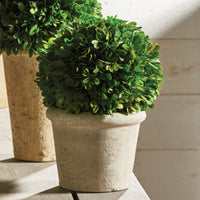 Design Shop Boxwood 8" Ball In Pot