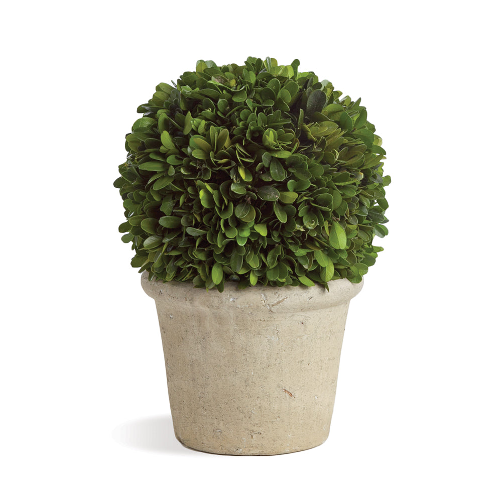 Design Shop Boxwood 8" Ball In Pot